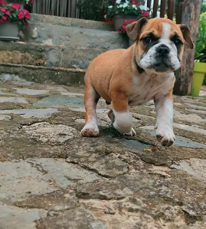 Smestaj Durungara Jovic Апартаменты Петровац-на-Млави